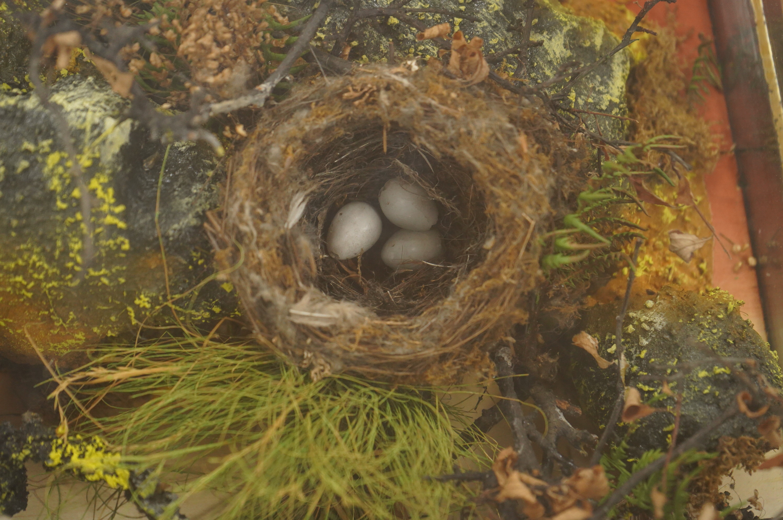 A Victorian taxidermy display of a cuckoo with a nest in foliage, contained within a wool hanging a glass cabinet with ebonised frame, 58cm high, 62cm wide, 18cm deep